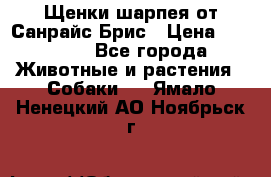 Щенки шарпея от Санрайс Брис › Цена ­ 30 000 - Все города Животные и растения » Собаки   . Ямало-Ненецкий АО,Ноябрьск г.